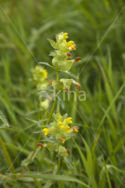 Grote ratelaar (Rhinanthus angustifolius)