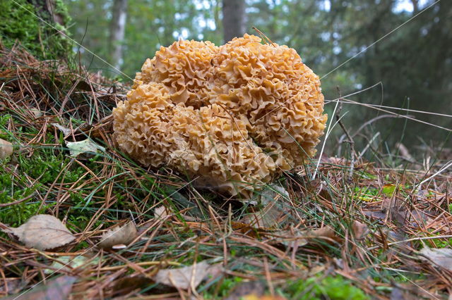 Grote sponszwam (Sparassis crispa)