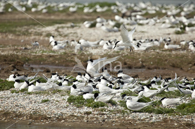 Grote Stern (Sterna sandvicencis)