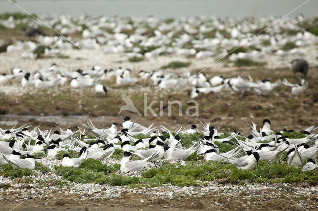 Grote Stern (Sterna sandvicencis)