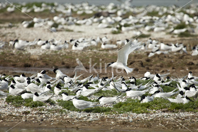 Grote Stern (Sterna sandvicencis)