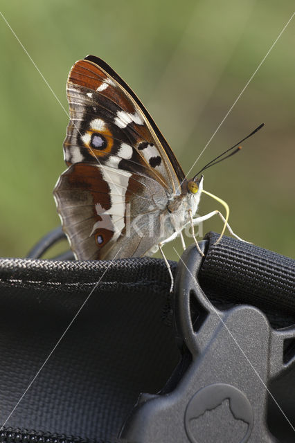 Grote weerschijnvlinder (Apatura iris)