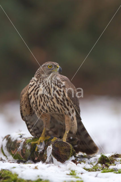 Havik (Accipiter gentilis)