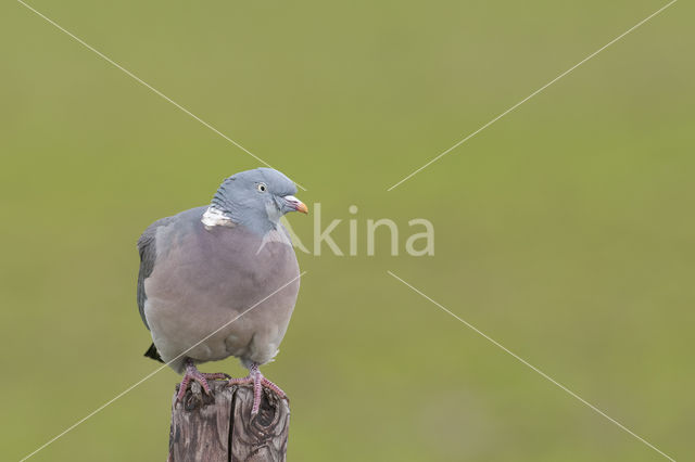 Houtduif (Columba palumbus)