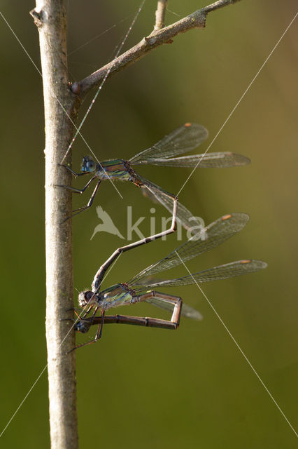 Houtpantserjuffer (Lestes viridis)