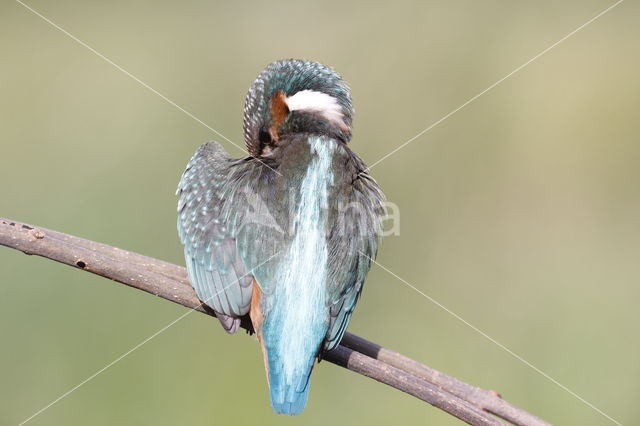 IJsvogel (Alcedo atthis)