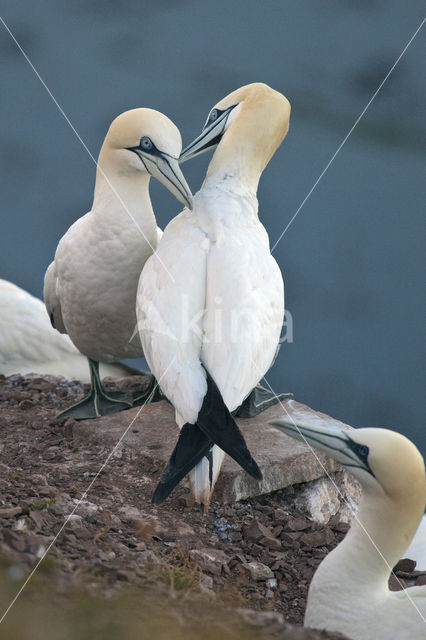 Northern Gannet (Morus bassanus)