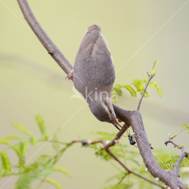 Kaapse Krombek (Sylvietta rufescens)