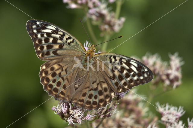 Kardinaalsmantel (Argynnis pandora)