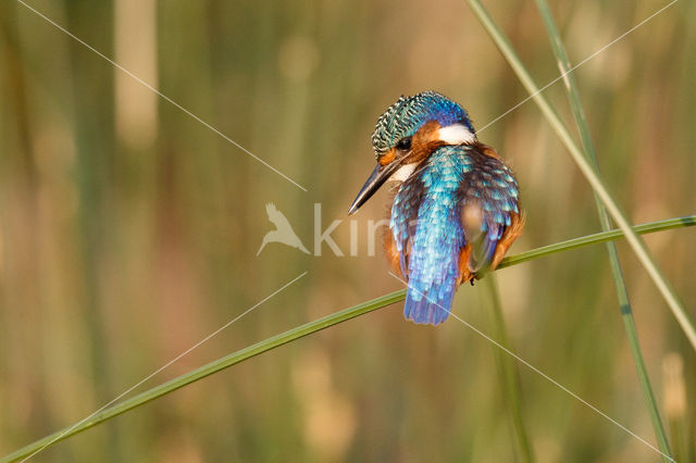 Kleine Gekuifde IJsvogel