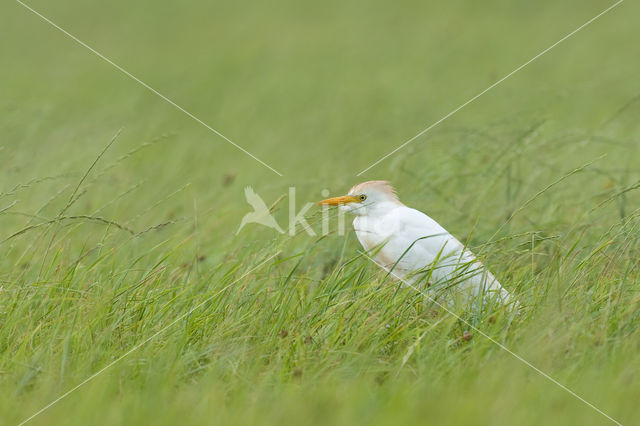 Koereiger (Bubulcus ibis)