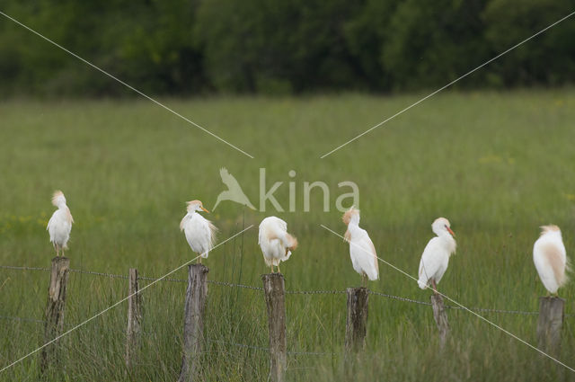 Koereiger (Bubulcus ibis)