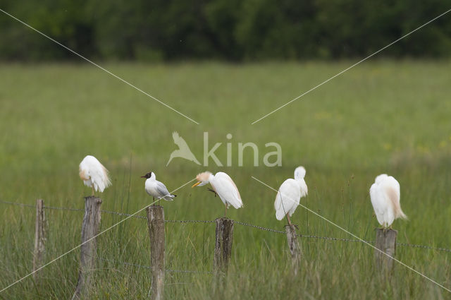 Koereiger (Bubulcus ibis)