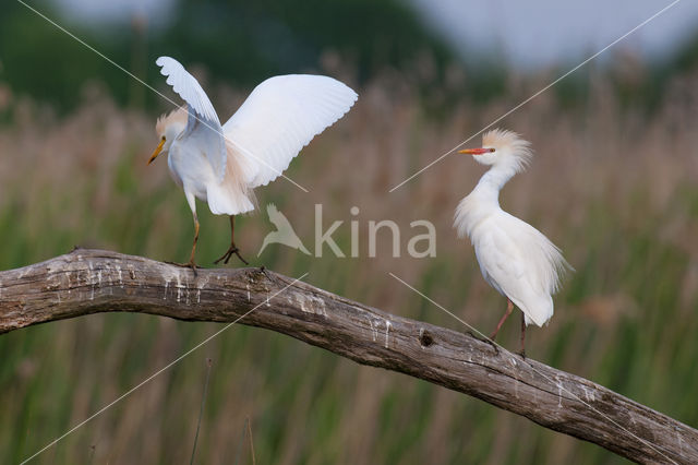 Koereiger (Bubulcus ibis)