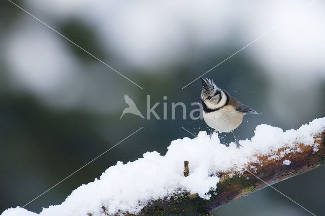 Kuifmees (Parus cristatus)