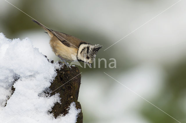 Kuifmees (Parus cristatus)