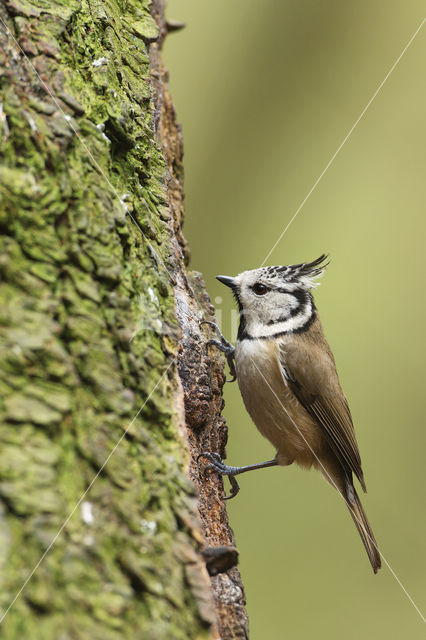 Kuifmees (Parus cristatus)