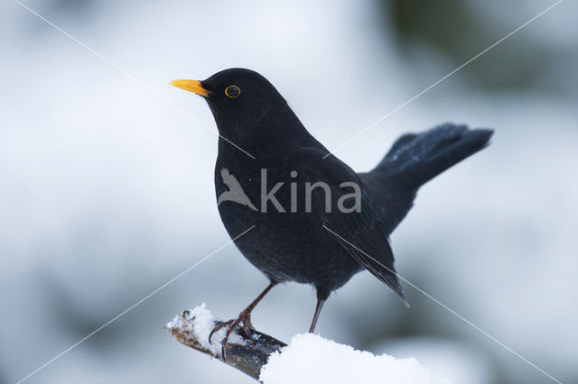 Merel (Turdus merula)