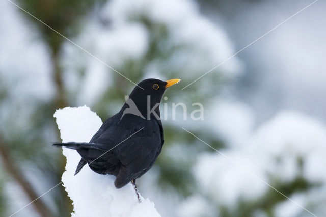 Merel (Turdus merula)