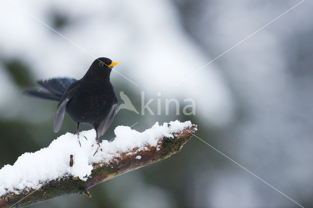 Merel (Turdus merula)