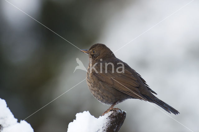 Merel (Turdus merula)