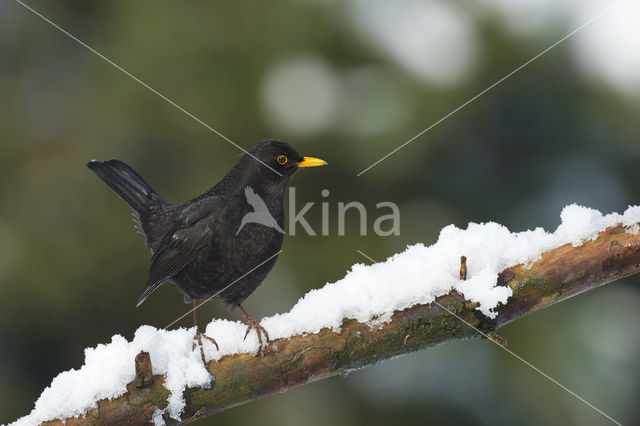 Merel (Turdus merula)