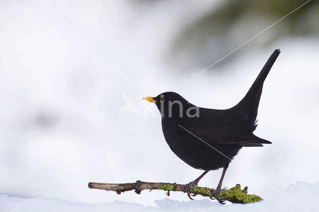 Merel (Turdus merula)