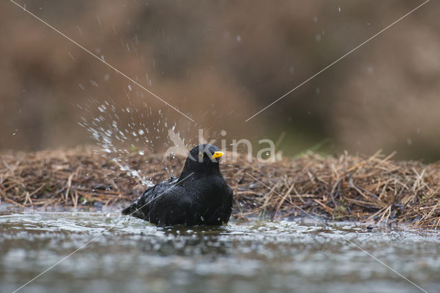 Merel (Turdus merula)