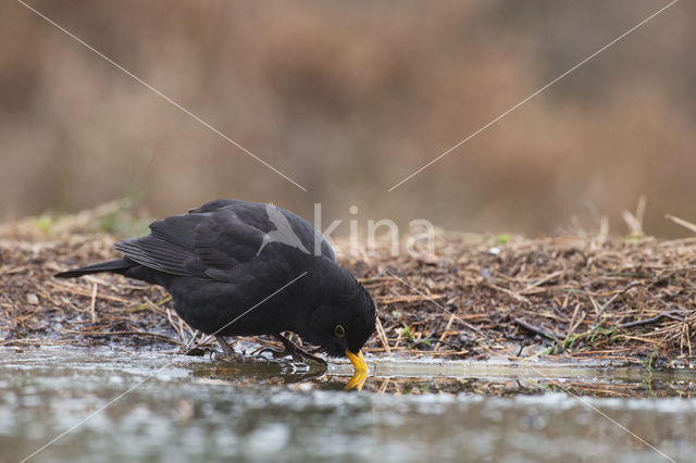 Merel (Turdus merula)