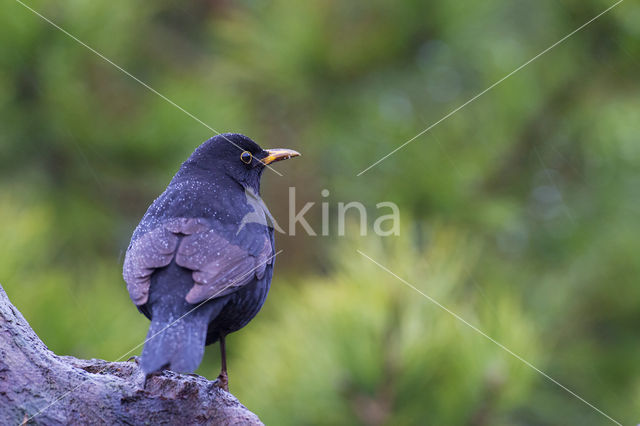 Merel (Turdus merula)