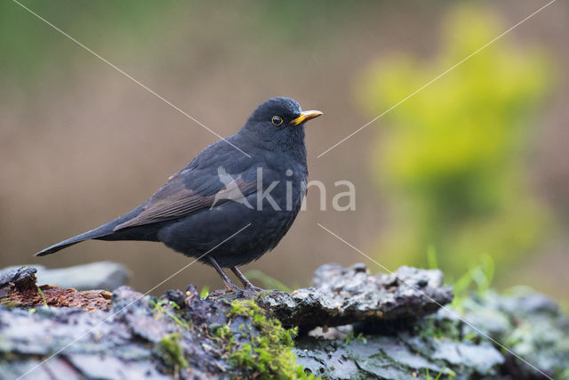 Merel (Turdus merula)