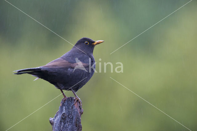 Merel (Turdus merula)