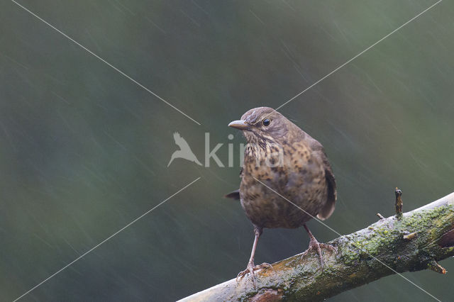 Merel (Turdus merula)