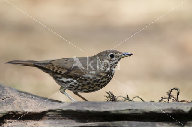 Merel (Turdus merula)