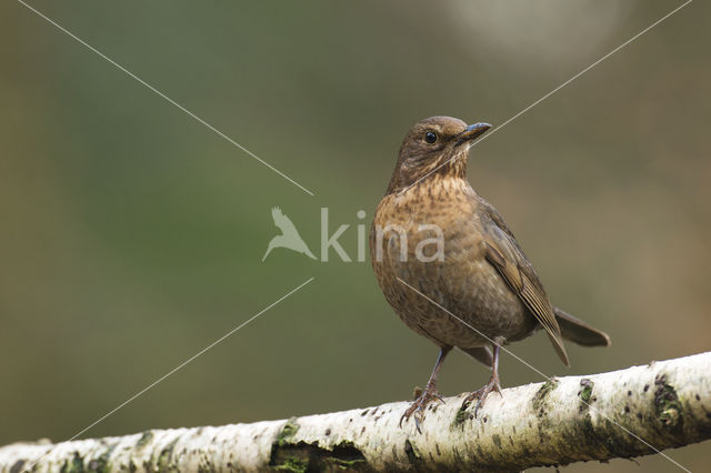 Merel (Turdus merula)