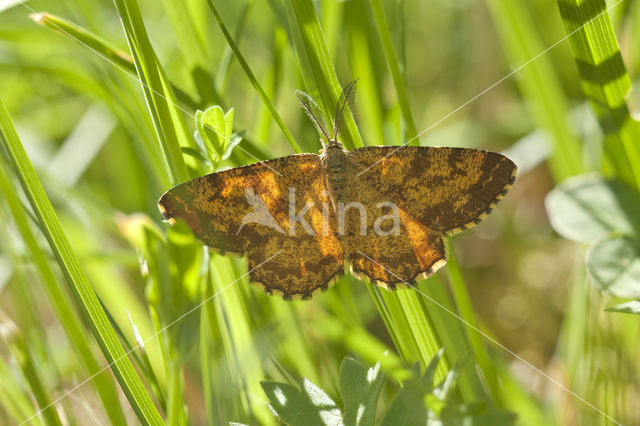 Oranje iepentakvlinder (Angerona prunaria)