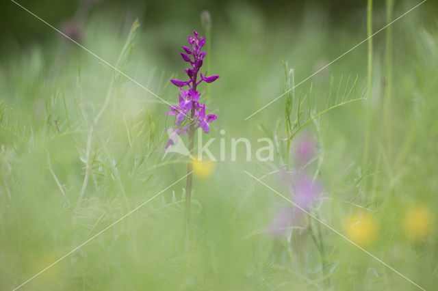 Paarse Aspergeorchis (Limodorum abortivum)