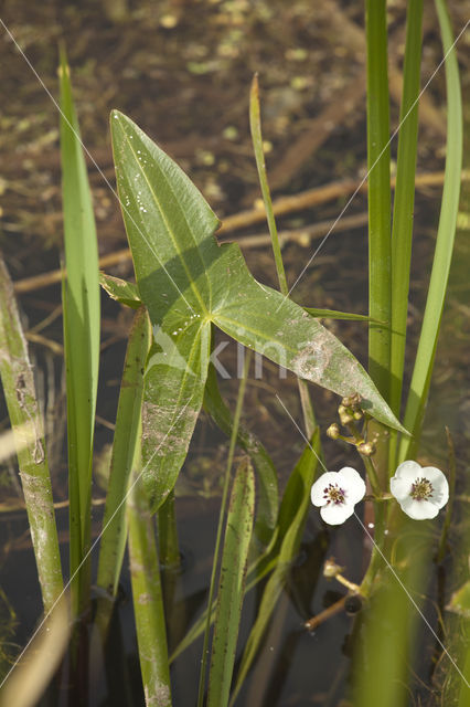 Pijlkruid (Sagittaria sagittifolia)