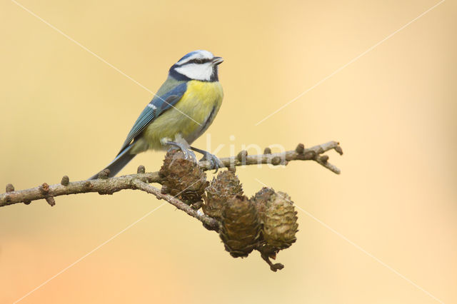 Pimpelmees (Parus caeruleus)