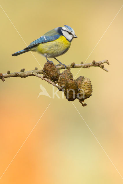 Pimpelmees (Parus caeruleus)