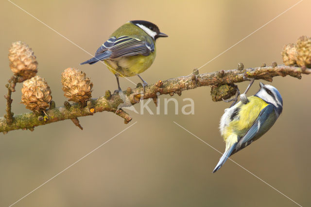 Pimpelmees (Parus caeruleus)