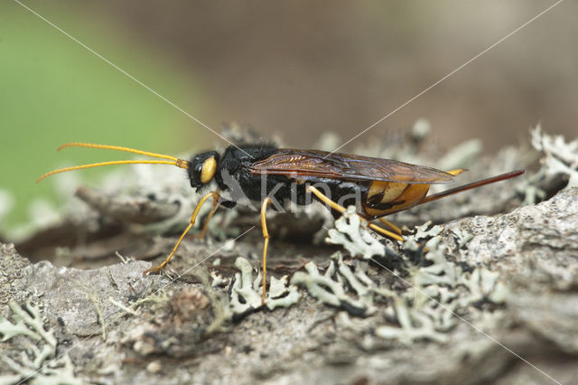 Reuzenhoutwesp (Urocerus gigas)