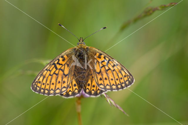 Ringoogparelmoervlinder (Boloria eunomia)