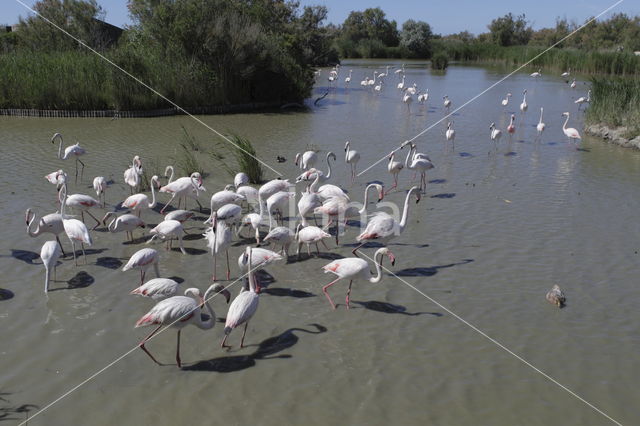 Roze flamingo (Phoenicopterus ruber)