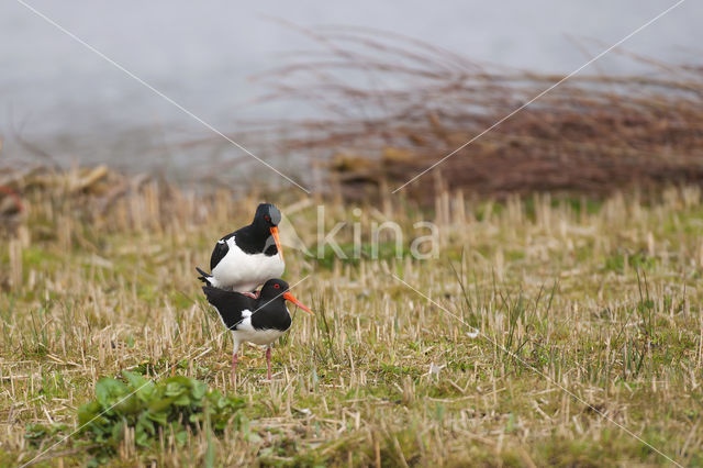 Scholekster (Haematopus ostralegus)