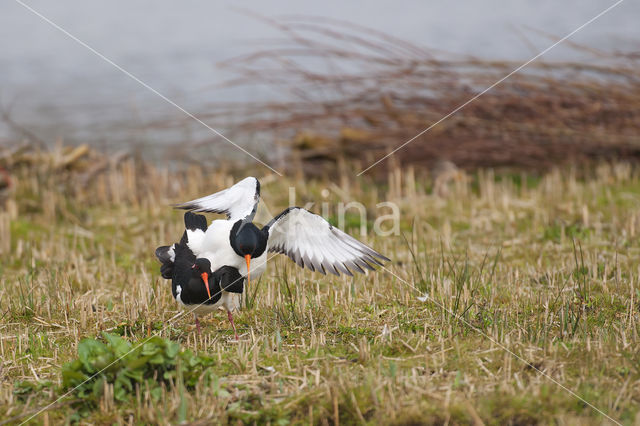 Scholekster (Haematopus ostralegus)