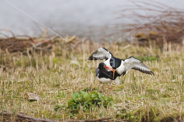 Scholekster (Haematopus ostralegus)