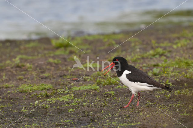 Scholekster (Haematopus ostralegus)