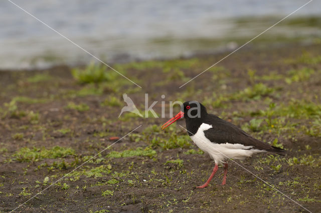 Scholekster (Haematopus ostralegus)