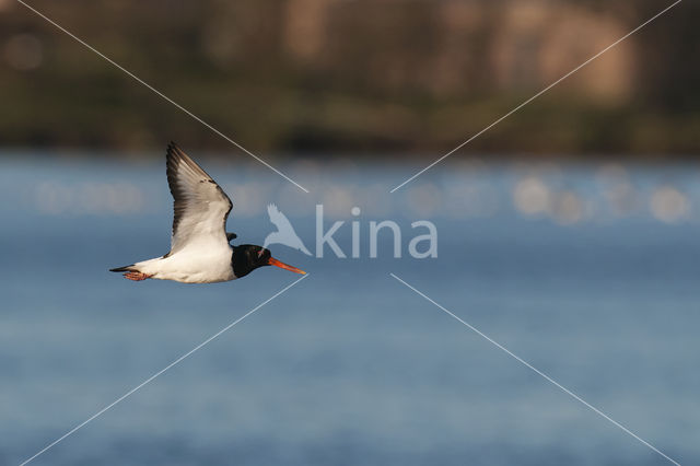 Scholekster (Haematopus ostralegus)